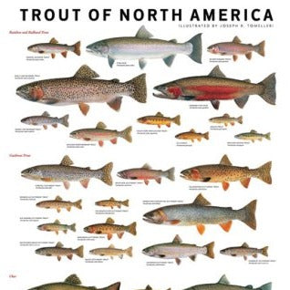 Trout of North America Poster by Joseph Tomelleri