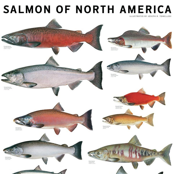 Salmon Of North America Poster by Joseph Tomelleri