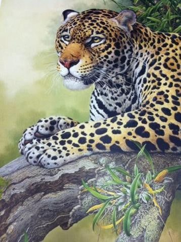 Axel Amuchastegui - Jaguar Resting - Fine Art Print