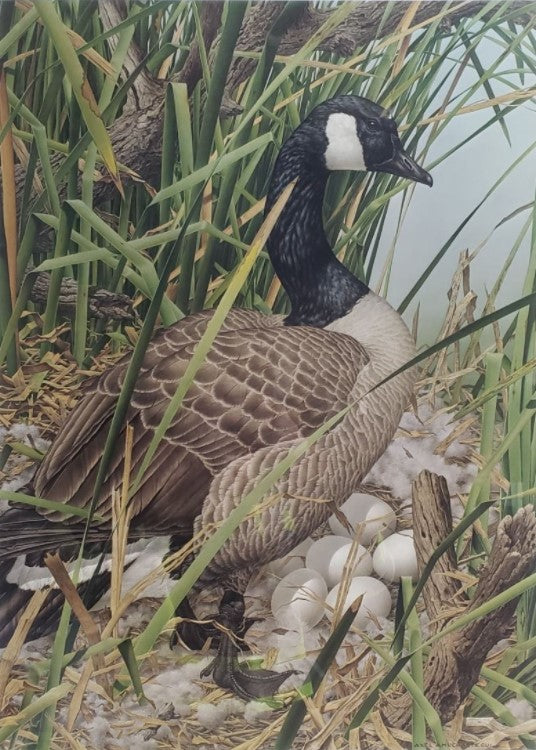 Axel Amuchastegui - Nesting Canada Goose - Fine Art Print