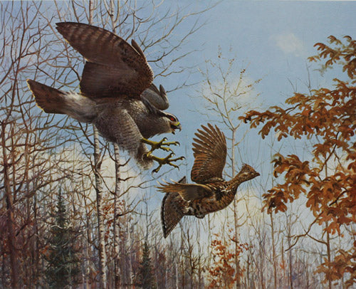 Owen J. Gromme - Goshawk and Ruffed Grouse - Fine Art Print