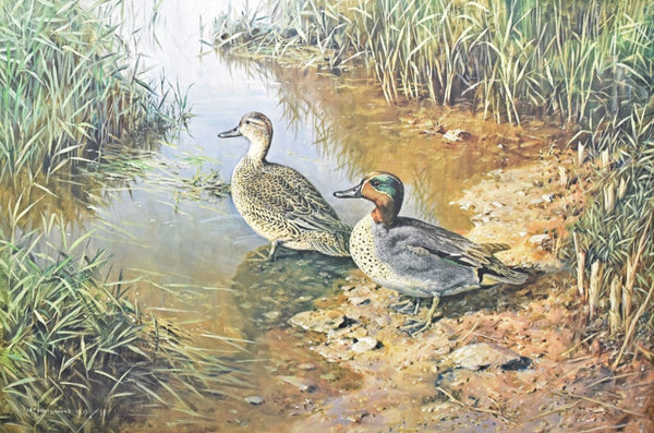 William Hollywood - Greenwing Teal - Fine Art Print