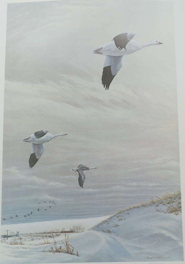 Robert M. Fisher - Snow Geese - Fine Art Print