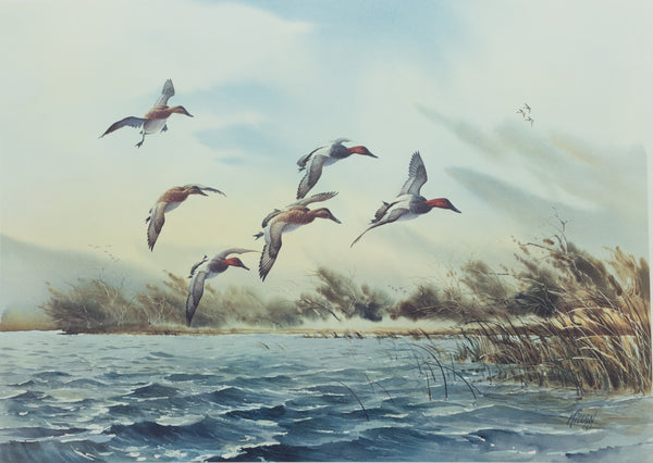 James Killen - Pitching In Canvasbacks - Fine Art Print