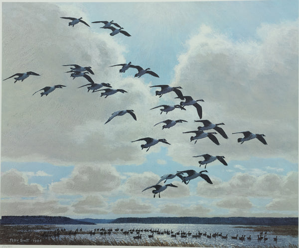 Peter Scott - Canada Geese Coming to the Marsh - Fine Art Print