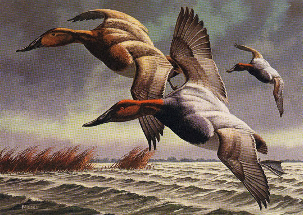 David A Maass - Federal Duck Stamp Canvasbacks - Fine Art Print with Stamp