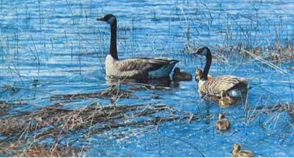 George McLean - Canada Geese and Goslings - Fine Art Print