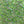 Textreme SBriggle Small