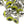 Hareline Tungsten Predator Eyes