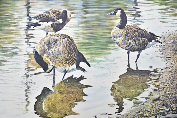 Scott Woolever - Water's Edge - Fine Art Print