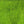 close up loose hareline dubbin rabbit hair dubbing caddis green