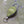 Fishpond Arrowhead Retractor