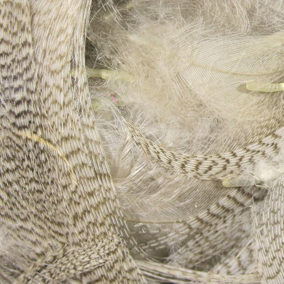 Wapsi Barred Mallard Flank Large Select Feathers