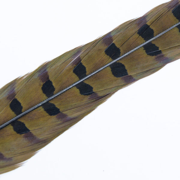 Wapsi Ringneck Pheasant Tail Feathers