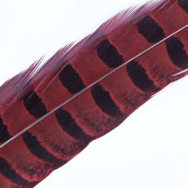 Wapsi Ringneck Pheasant Tail Feathers