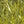 Hareline Ripple Ice Fiber