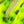 Hareline Tiger Barred Rabbit Strips
